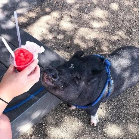 A curious pig checking out a tray of snowballs at a Casey's party